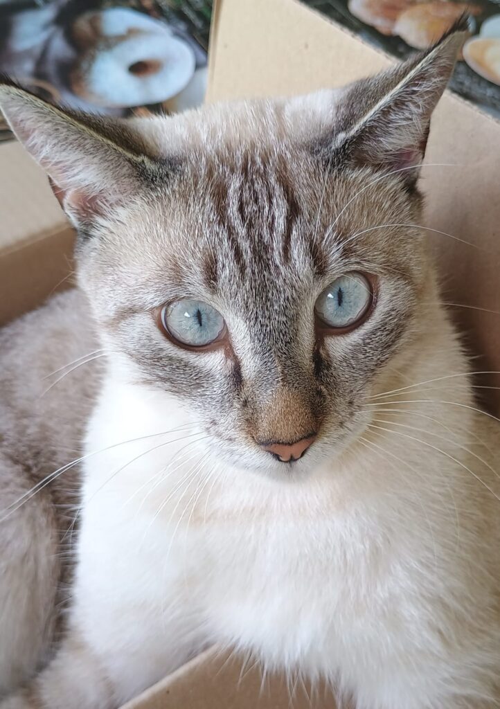 Foto_Salomão Fleck da Costa